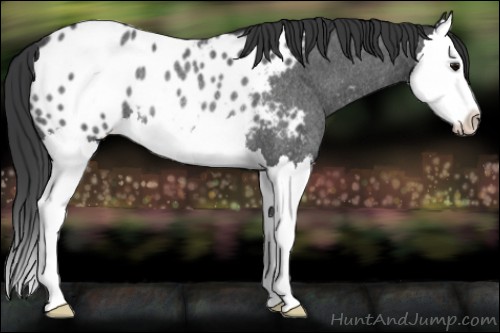 Horse Color:Blue Roan Splash Appaloosa Rabicano 