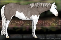 Horse Color:Silver Blue Roan Sabino Splash Rabicano 