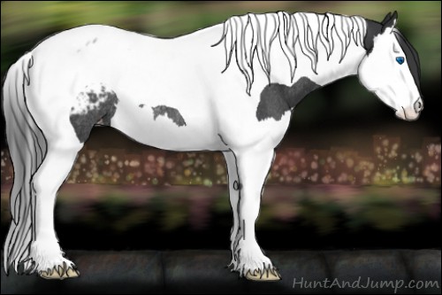 Horse Color:Blue Roan Splash Tobiano Appaloosa Rabicano 