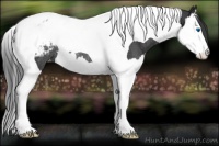 Horse Color:Blue Roan Splash Tobiano Appaloosa Rabicano