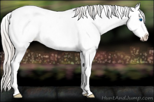 Horse Color:Silver Black Sabino Splash Appaloosa 
