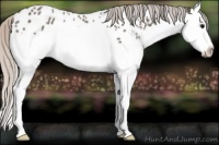 Horse Color:Silver Black Sabino Splash Appaloosa Rabicano 