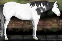 Horse Color:Blue Roan Sabino Splash Appaloosa 