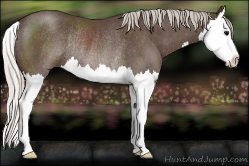 Horse Color:Silver Black Sabino Splash Rabicano 