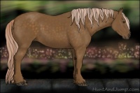 Horse Color:Chocolate Palomino 