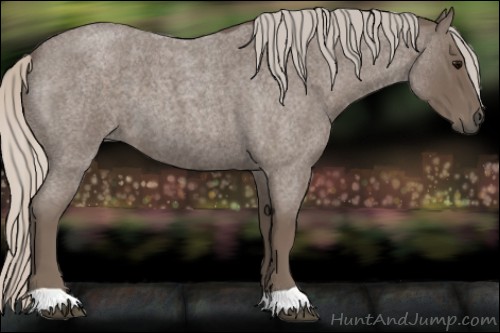 Horse Color:Silver Blue Roan 