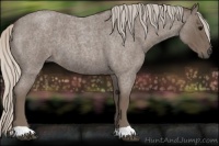 Horse Color:Silver Blue Roan 