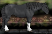 Horse Color:Black Tobiano 
