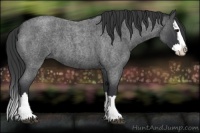 Horse Color:Blue Roan Splash
