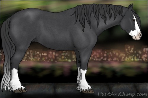 Horse Color:Blue Roan Splash 