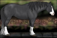 Horse Color:Blue Roan Splash 