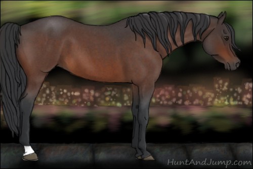 Horse Color:Brown Roan 