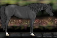 Horse Color:Blue Roan 