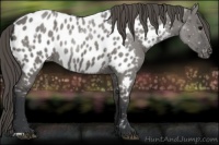 Horse Color:Grullo Near Leopard