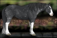 Horse Color:Black Sabino Splash