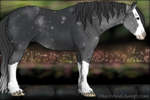 Horse Color:Black Splash