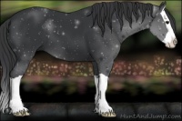 Horse Color:Black Splash 