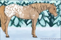 Horse Color:Red Roan Appaloosa 