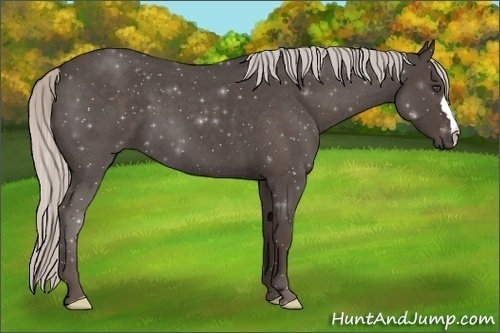 Horse Color:Silver Blue Roan 