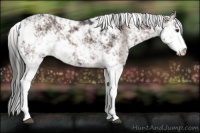 Horse Color:Liver Chestnut Sabino