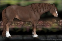 Horse Color:Liver Chestnut Sabino 