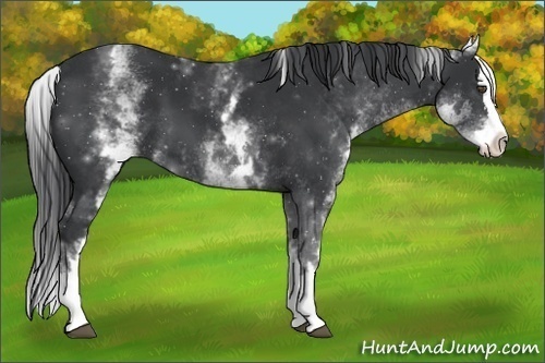 Horse Color:White Spotted Black Splash