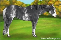 Horse Color:White Spotted Black Splash
