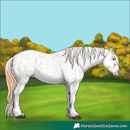 Horse Color:Red Roan Appaloosa 