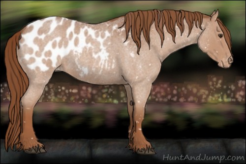 Horse Color:Red Roan Appaloosa 
