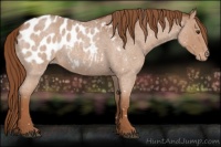 Horse Color:Red Roan Appaloosa 