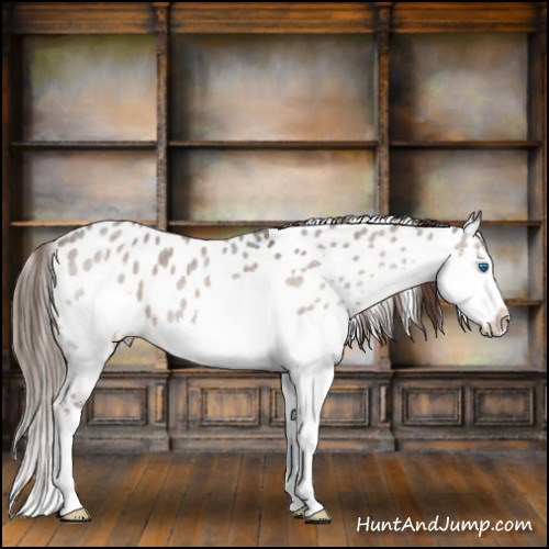 Horse Color:Liver Red Dun Roan Splash Appaloosa 
