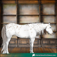 Horse Color:Liver Red Dun Roan Splash Appaloosa 