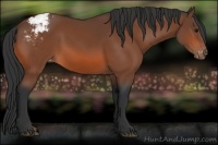Horse Color:Bay Appaloosa 