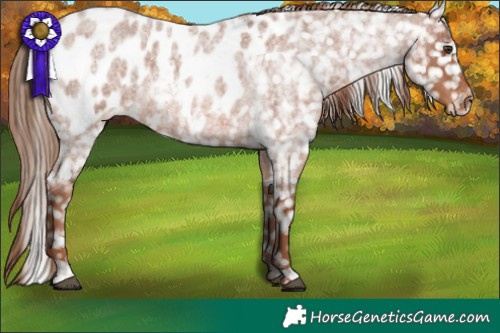 Horse Color:Red Roan Appaloosa 