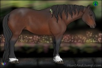 Horse Color:Bay Sabino 