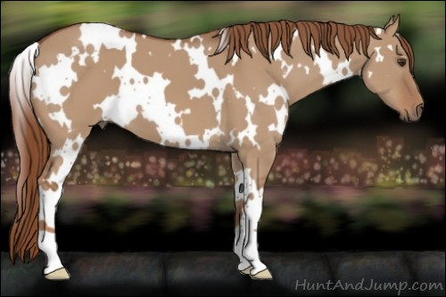 Horse Color:White Spotted Red Dun 