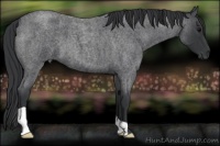 Horse Color:Blue Roan
