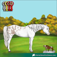 Horse Color:Red Roan Mushroom Appaloosa 