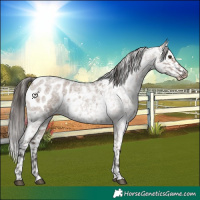 Horse Color:Liver Red Dun Roan Appaloosa 