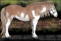 Horse Color:Liver Chestnut Splash 