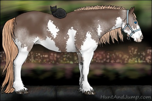 Horse Color:Liver Chestnut Splash 
