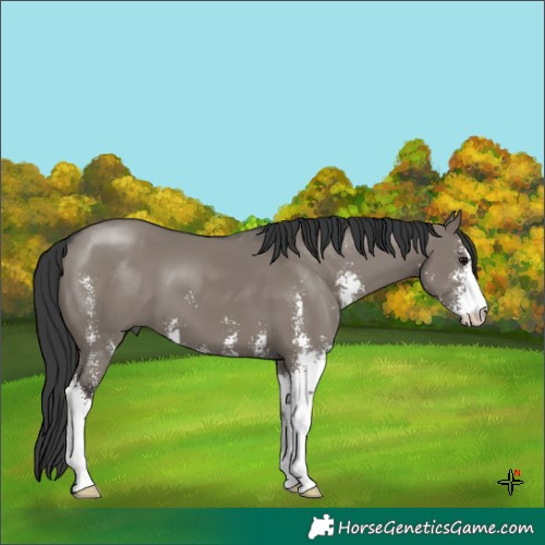 Horse Color:Grullo Sabino 