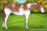 Horse Color:White Spotted Chestnut 