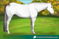 Horse Color:White Spotted Bay 