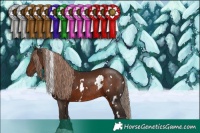 Horse Color:White Spotted Liver Chestnut Rabicano 