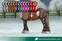 Horse Color:White Spotted Liver Chestnut Rabicano