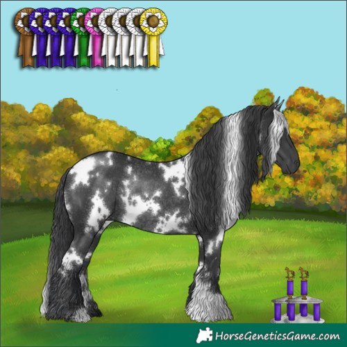 Horse Color:White Spotted Black Rabicano 