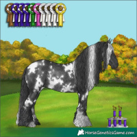 Horse Color:White Spotted Black Rabicano