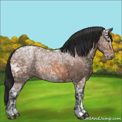 Horse Color:Bay Ice 
