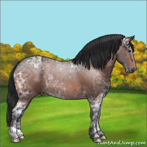 Horse Color:Bay Ice Rabicano 